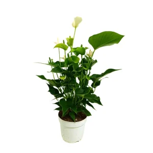 Anthurium Blanco M17 60cm