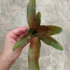 Bromelia Sp5 Plantas Para Terrarios Y Jardin