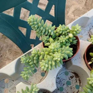 Sedum Burrito Ø8 Cms Planta Suculenta Colgante