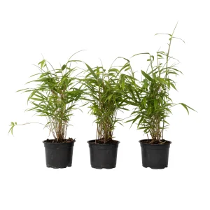 Bambú - 3 Pzs - Fargesia Papyrifera 'grex' - Altura 30-40cm - ⌀13cm