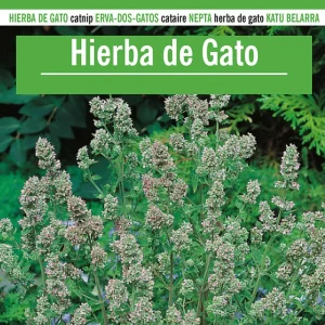 Sobre De Semillas De Hierba Para Gatos Catnip
