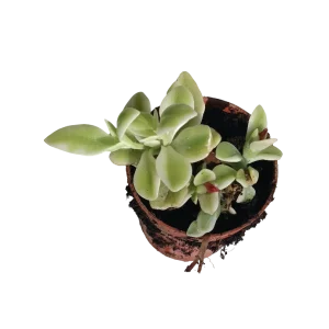 Aptenia Cordiflora Variegata Ø5 Cm Planta Colgante