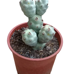 Tephrocactus Calvus Planta De Sol Ø20 Cactus Unico