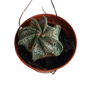 Astrophytium Capricorne Cactus De Colección Ø5 Cm