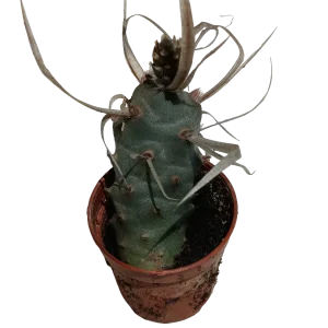 Cactus Tephrocactus Papirocantus Planta De Sol Ø5