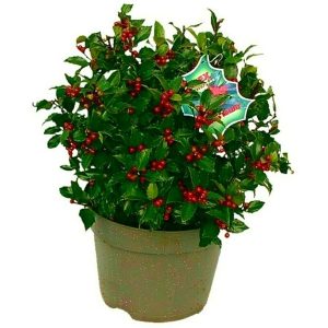 Ilex Blue Maid Bola M28 (acebo)