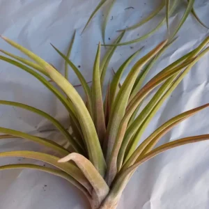 Tillandsia Velutina Clavel Del Aire Tillandsias