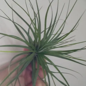 Tillandsia Floribunda Planta Clavel Del Aire