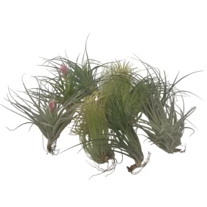 Claveles De Aire - 12 Pzs - Tillandsia - Altura 5-15cm - ⌀5cm