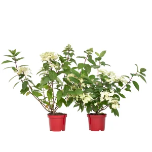 Hortensia - 2 Pzs - Hydrangea Paniculata 'wim's Red' - Altura 25-40cm - ⌀19cm