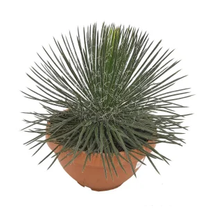 Agave Geminiflora T30 60cm