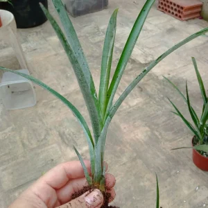 Bromelia Sp3 Plantas Para Terrarios Y Jardin