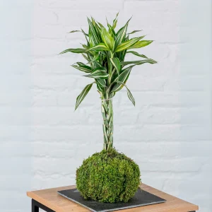 Kokedama Dracaena Sanderiana.