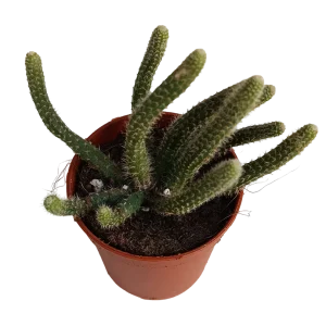 Rhipsalis Horrida Planta Suculenta Colgante Ø5