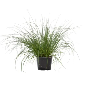 Pluma De Zorro Hameln - Pennisetum Alopecuroides 'hameln' - A20-30cm - ⌀23cm
