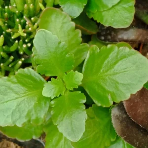 Suculentas Y Cactus Variedad #31 Planta Sin Id