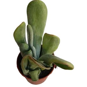 Kalanchoe Oricula Planta Suculenta Ø5