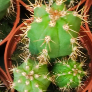 Suculentas Y Cactus Variedad #33 Planta Sin Id
