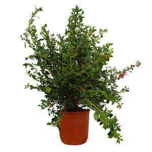 Escallonia Rubra Macrantha M25 70cm