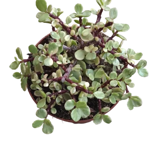 Portulacaria Afra Variegata Grande Ø13 Cms