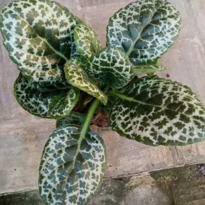 Streptocarpus Pretty Turtle Planta De Interior