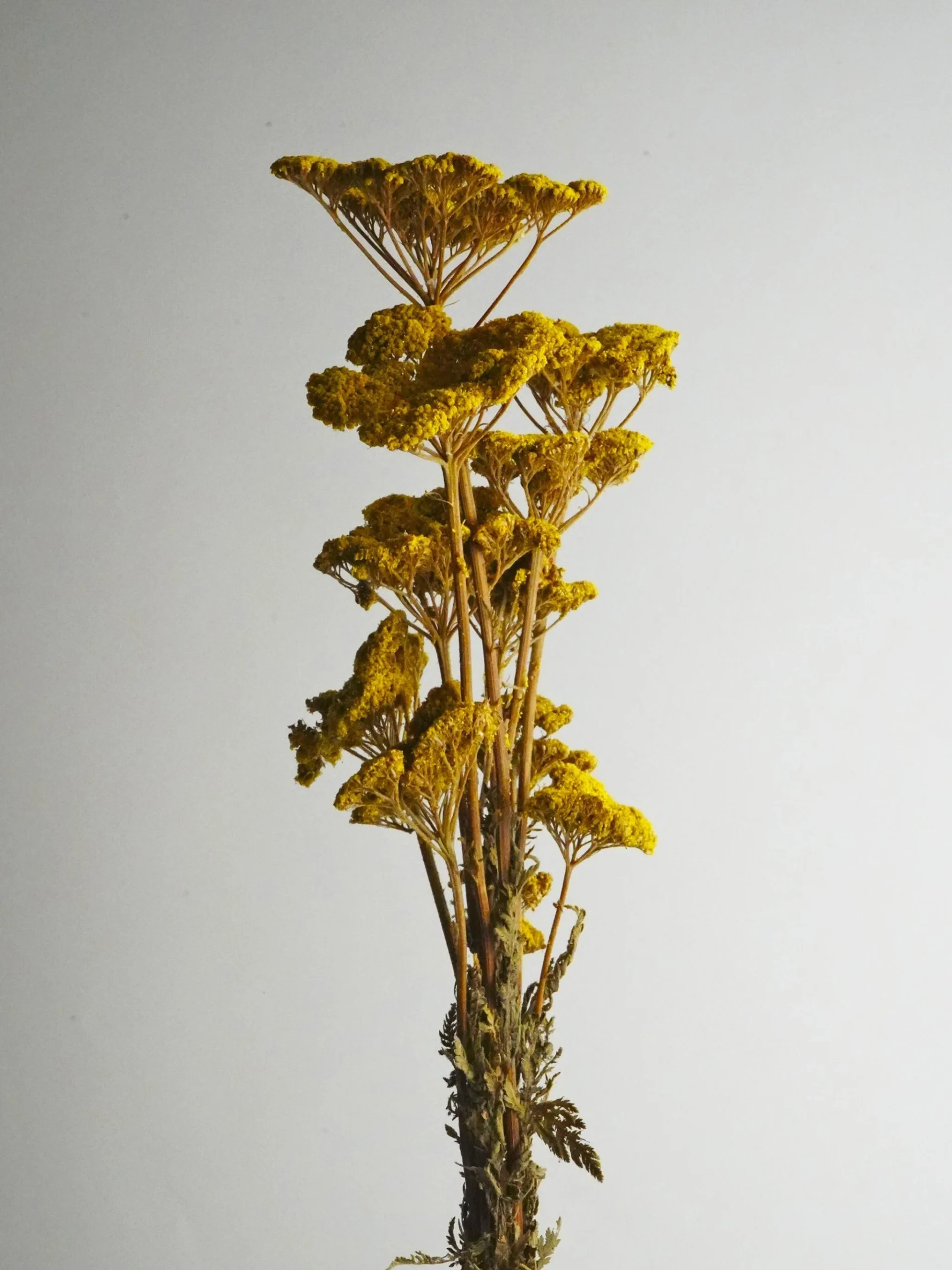 Achillea Seca - Imagen 2