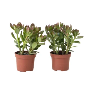 Árbol De La Suerte - Set 2 - Crassula Ovata - Altura 15-25cm - Ø12cm