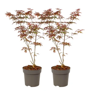Arce Japonés - 2 Pzs - Acer Palmatum 'starfish' - Altura 60-70cm - ⌀19cm