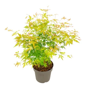 Arce Japonés - Acer Palmatum 'orange Lace' - Altura 60-70cm - ⌀19cm