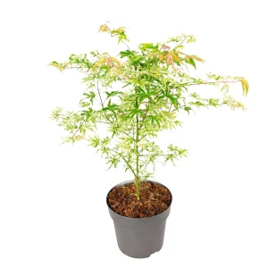 Arce Japonés - Acer Palmatum 'ukigumo' - Altura 50-60cm - ⌀19cm