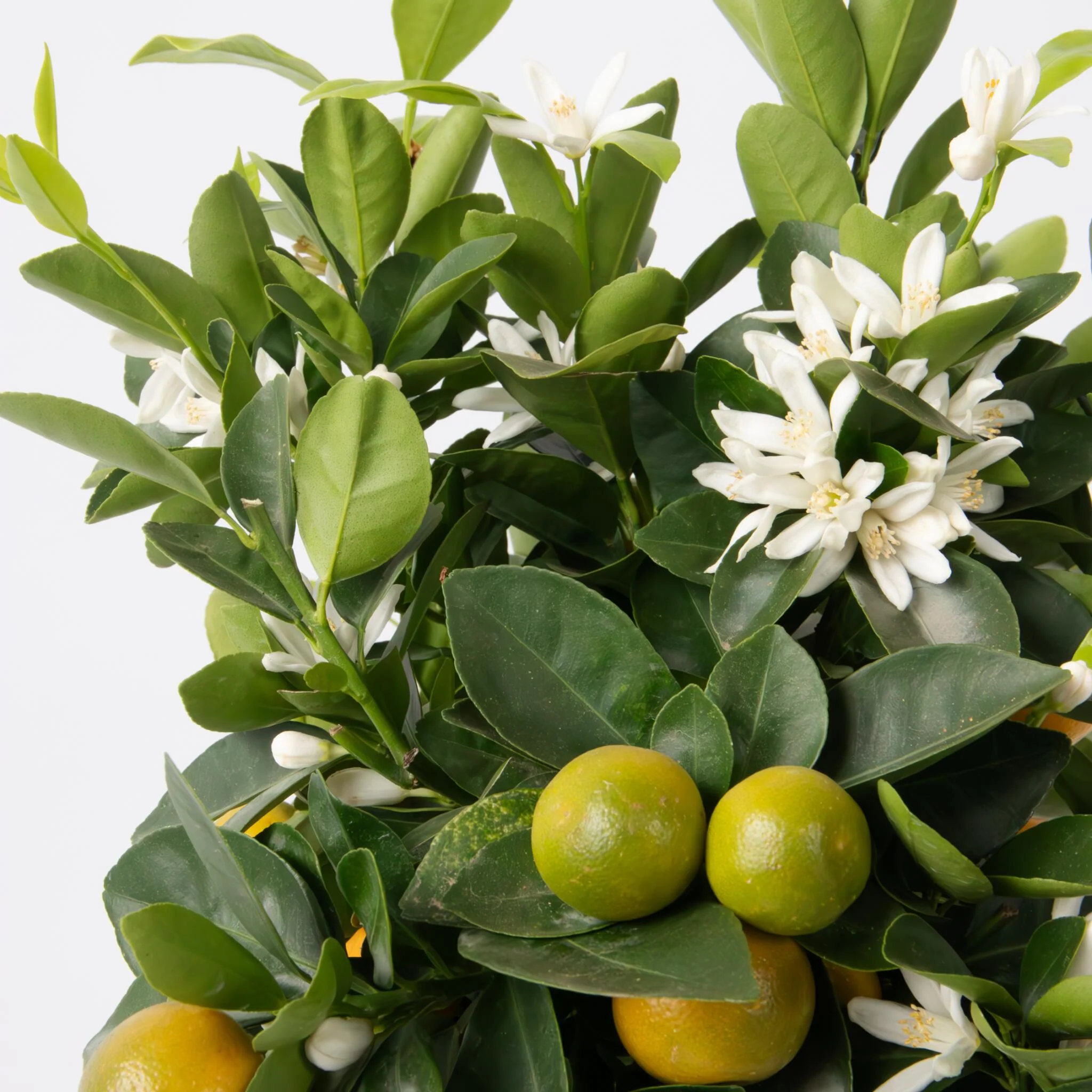 Citrofortunella Microcarpa - Citrus Mitis 'calamondin' - Altura 55-65cm - ⌀19cm - Imagen 4