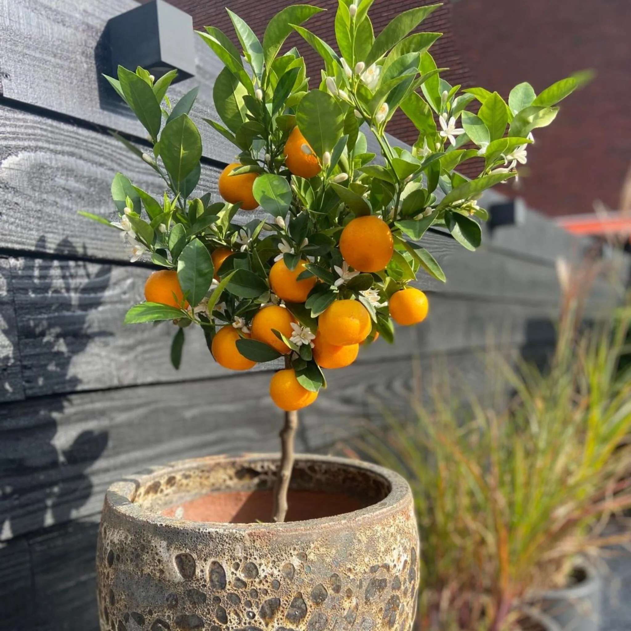 Citrofortunella Microcarpa - Citrus Mitis 'calamondin' - Altura 55-65cm - ⌀19cm - Imagen 5