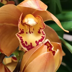 Cymbidium Floración Nº 2 Orquidea Terrestre Tolera Frio Y Sequia Altura +70