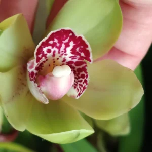 Cymbidium Floración Nº 4 Orquidea Terrestre Tolera Frio Y Sequia Altura +70