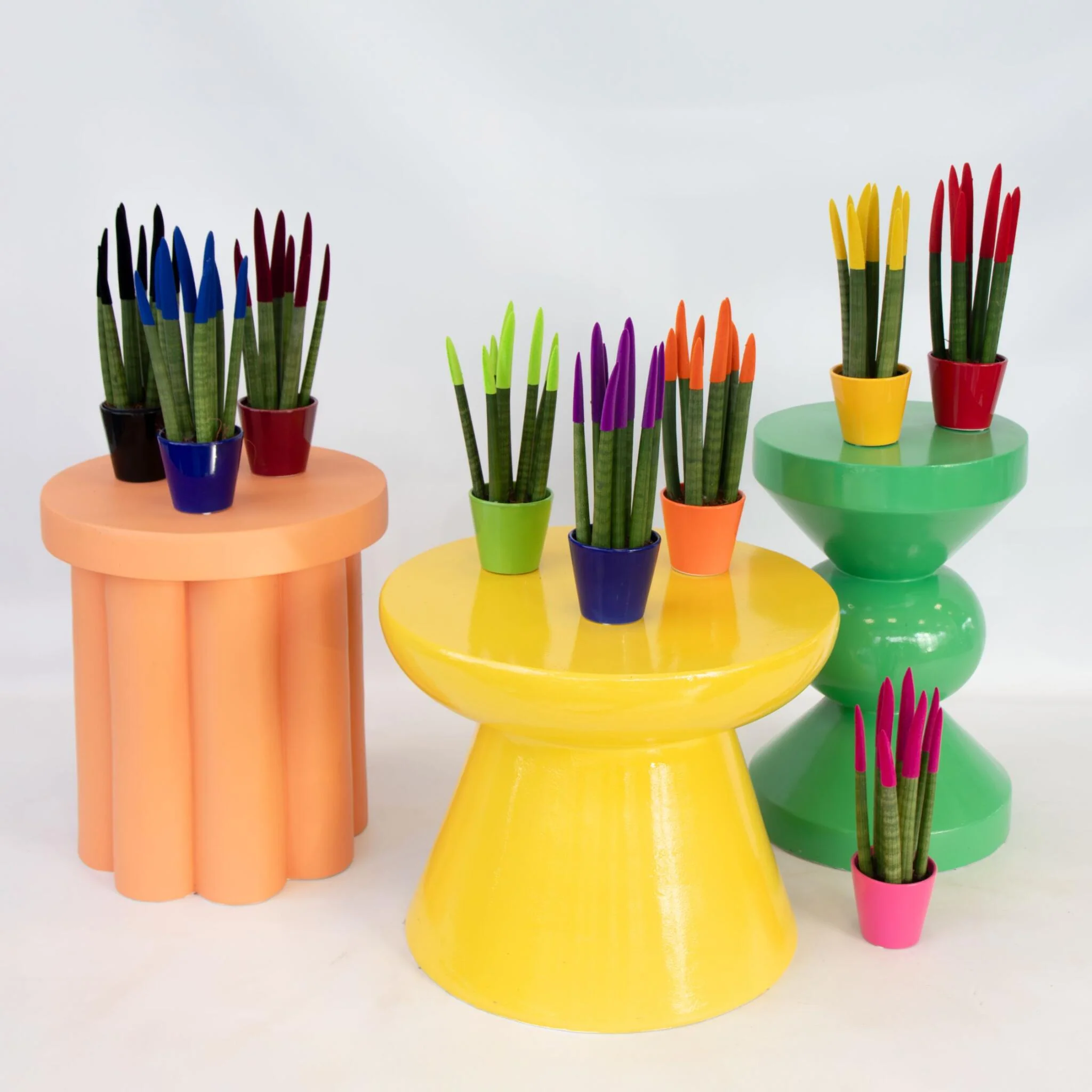 Dracaena Cylindrica - 3 Pzs - Sansevieria Cylindrica - Altura 20-40cm - ⌀9cm - Imagen 4