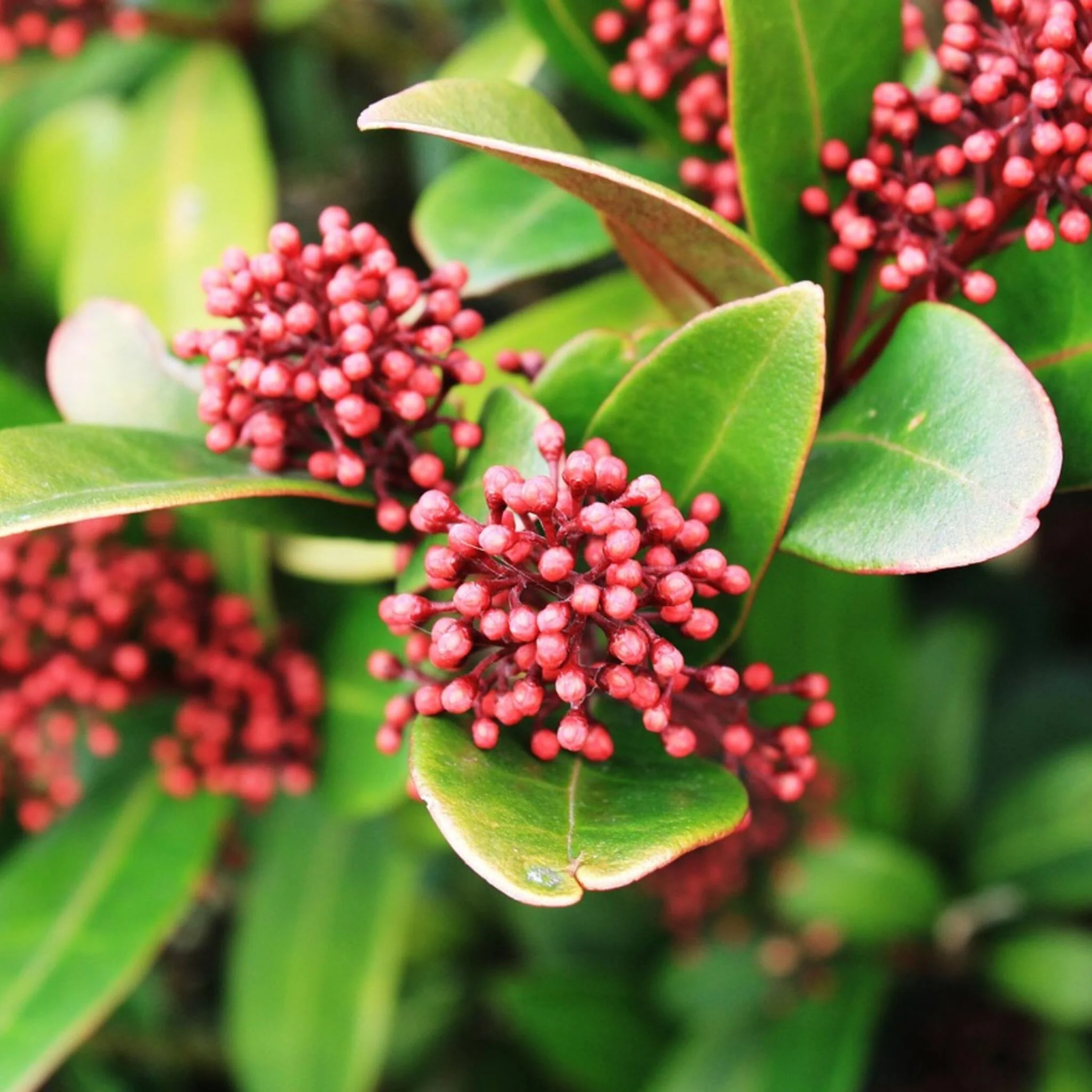 Esquimia - 4 Pzs - Skimmia Japonica 'rubella' - Altura 35-45cm - ⌀15cm - Imagen 2