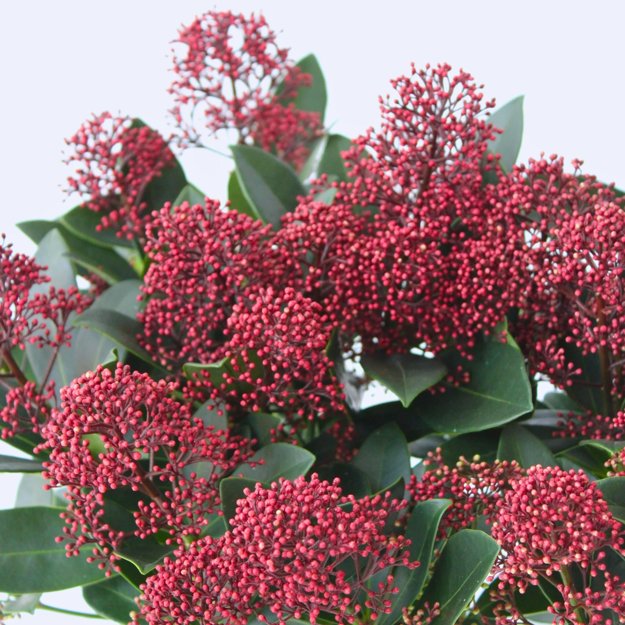 Esquimia - 4 Pzs - Skimmia Japonica 'rubella' - Altura 35-45cm - ⌀15cm - Imagen 4