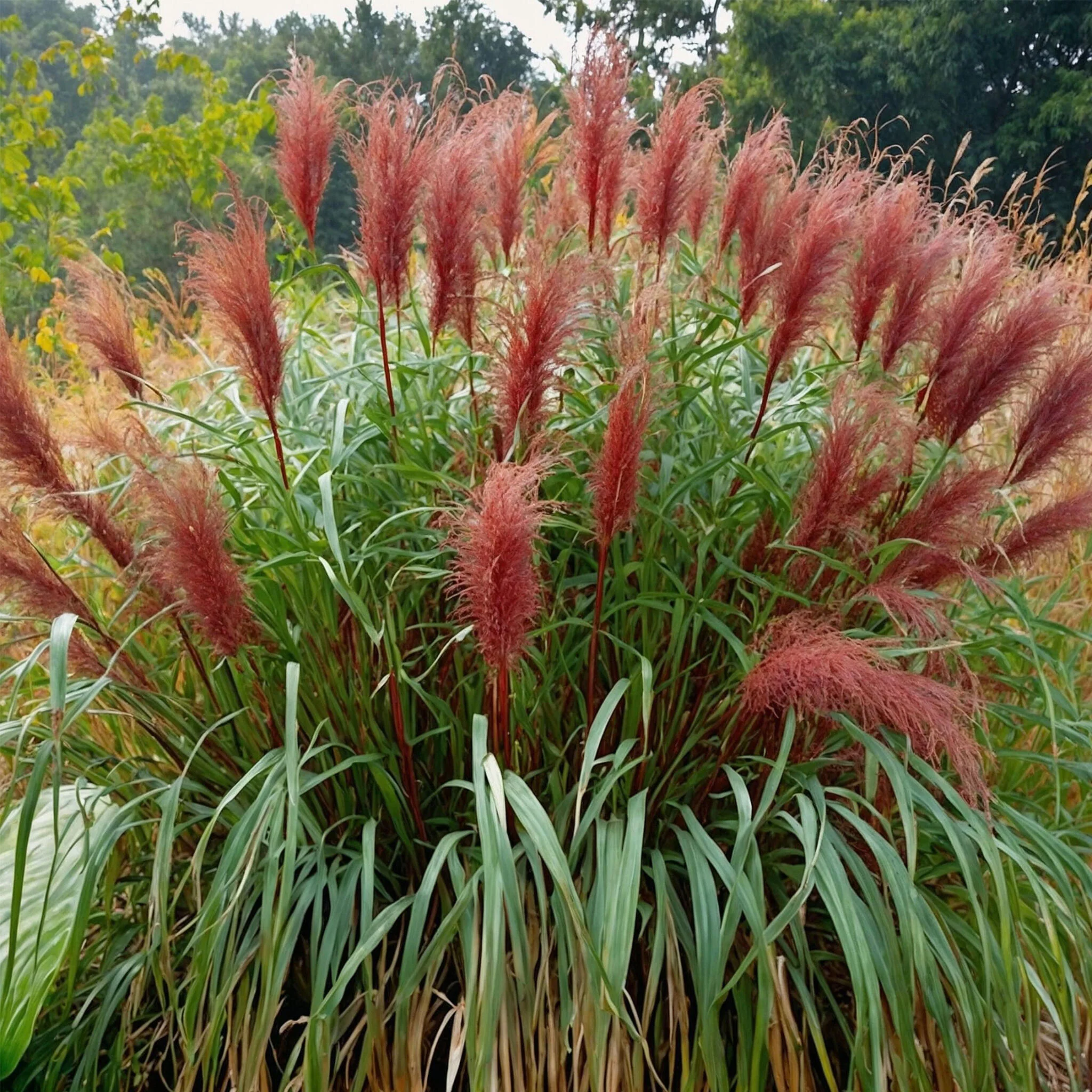 Eulalia - Miscanthus Sinensis 'red Chief' - Altura 40-60cm - ⌀23cm - Imagen 2