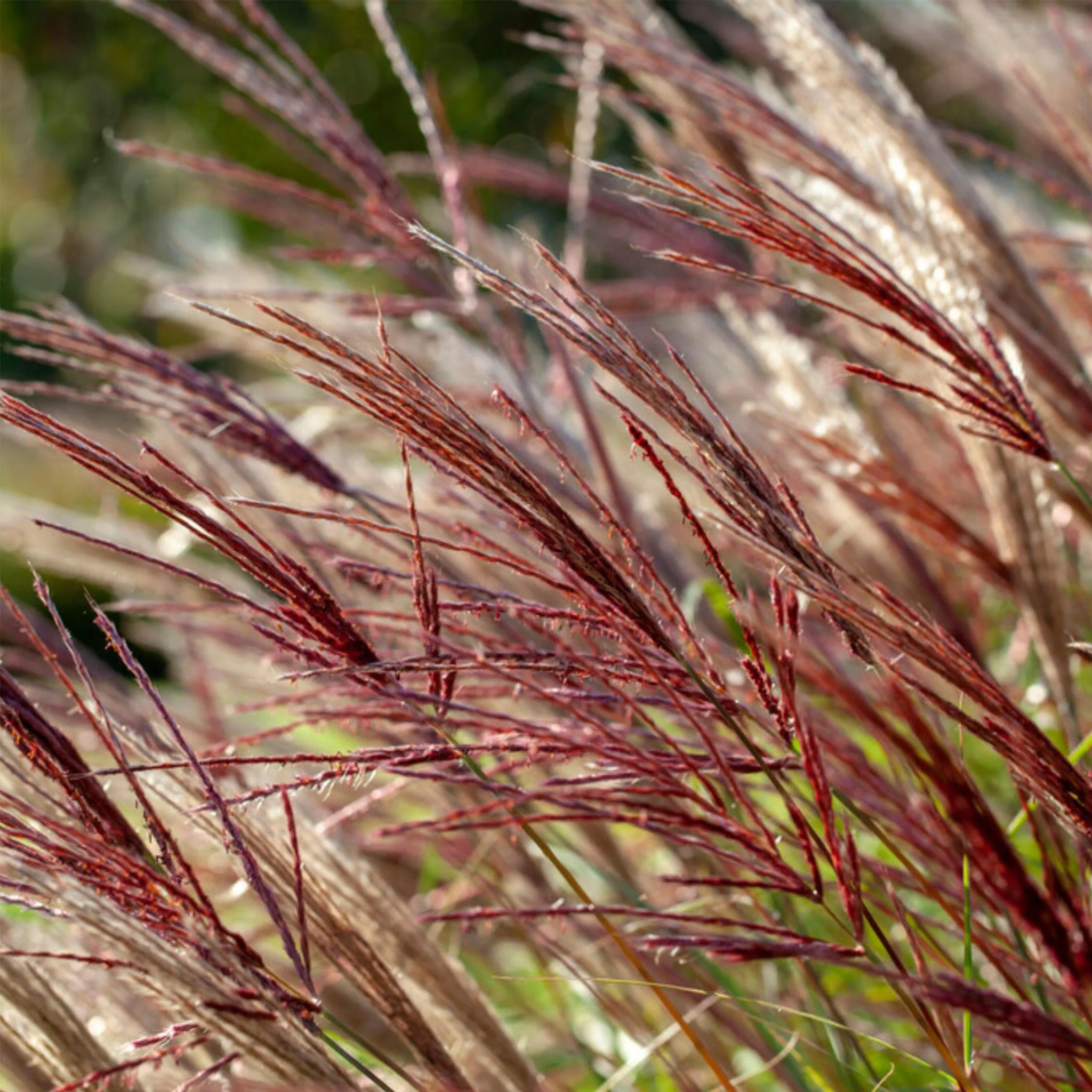 Eulalia - Miscanthus Sinensis 'red Chief' - Altura 40-60cm - ⌀23cm - Imagen 4