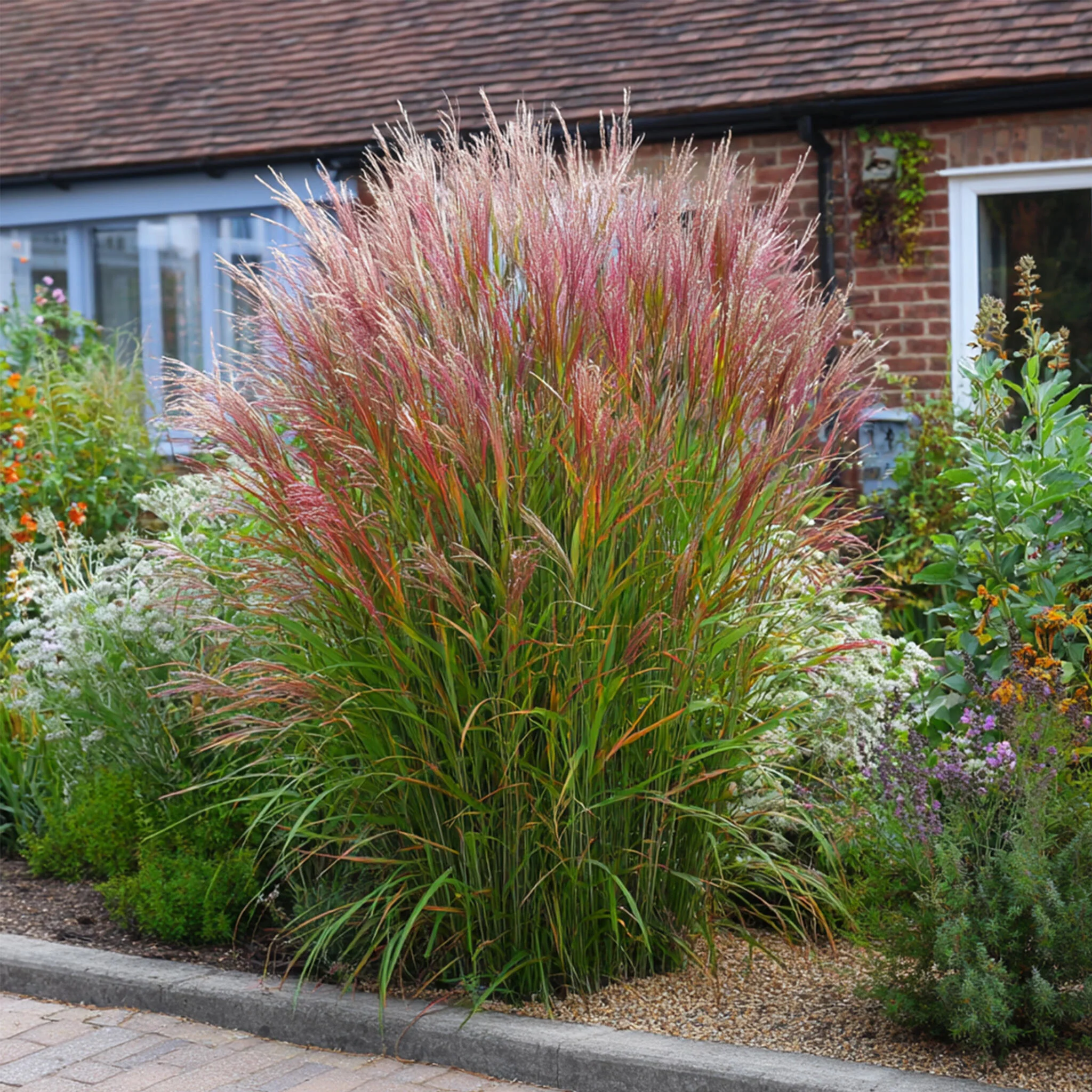 Eulalia - Miscanthus Sinensis 'red Chief' - Altura 40-60cm - ⌀23cm - Imagen 5