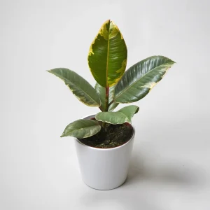 Ficus Tineke | Altura 35cm - Diámetro 12cm