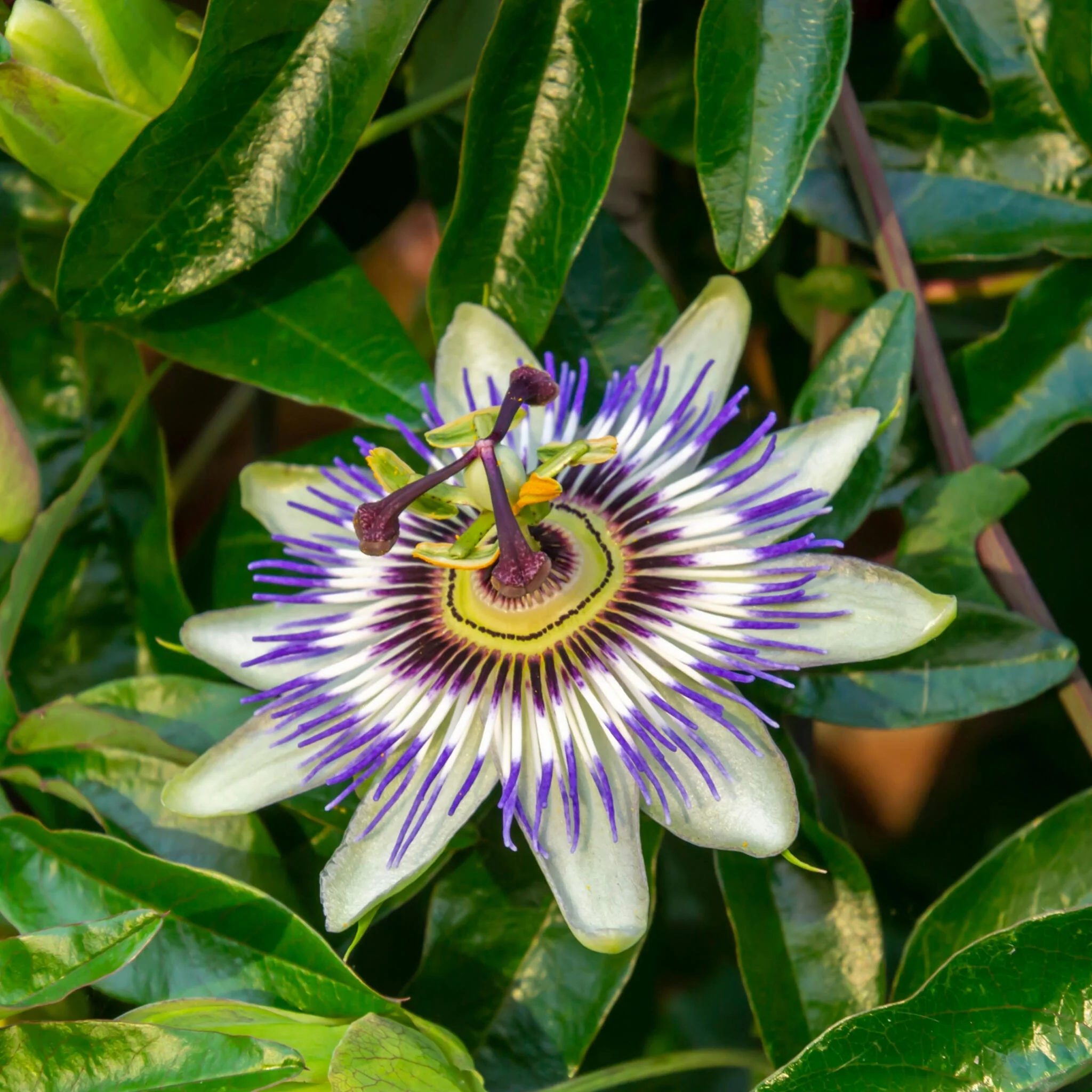 Granadilla - 3 Pzs - Passiflora Hybridum - Altura 25-40cm - ⌀9cm - Imagen 4