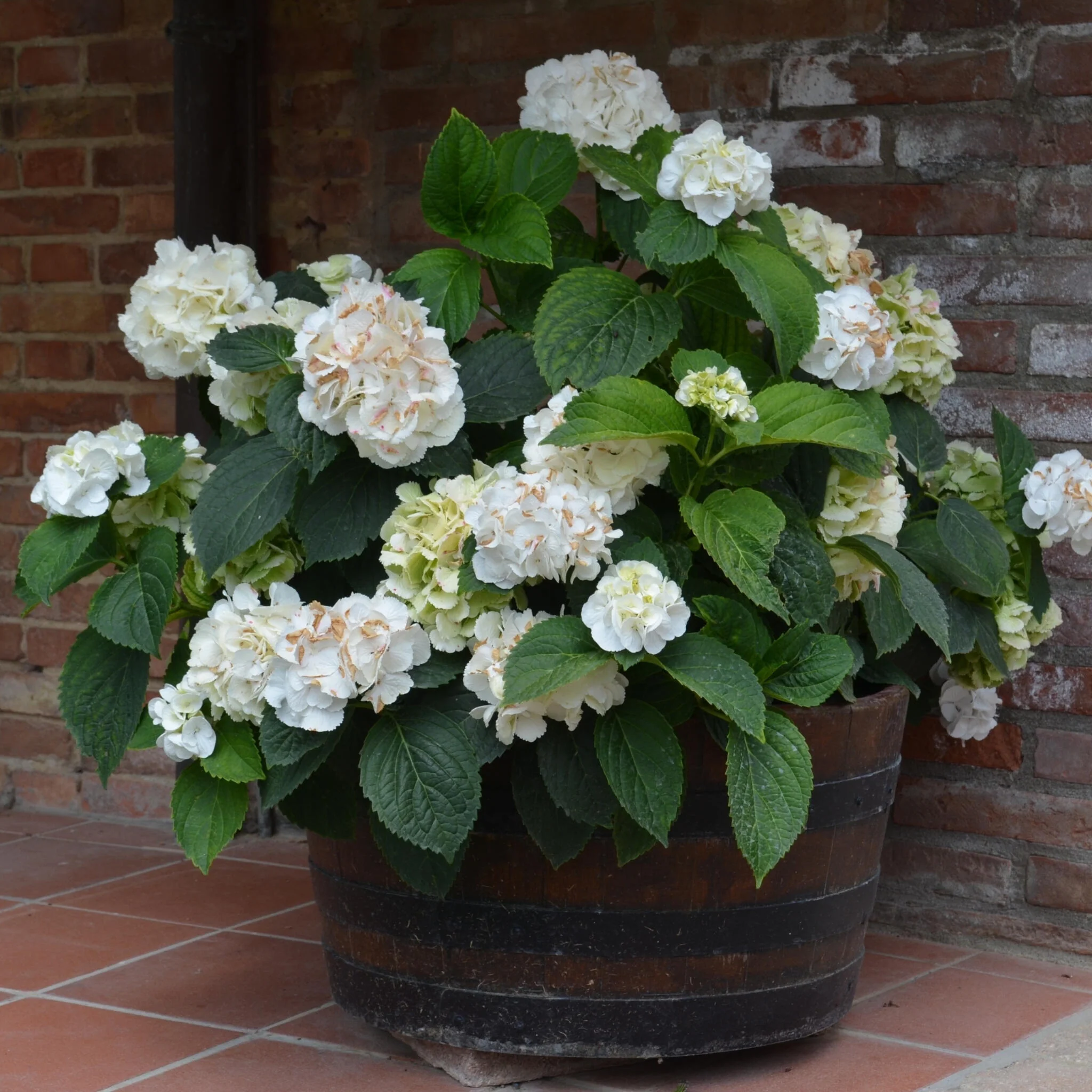 Hortensia - 3 Pzs - Hydrangea Macrophylla Teller 'benxi' - Altura 25-40cm - ⌀9cm - Imagen 2