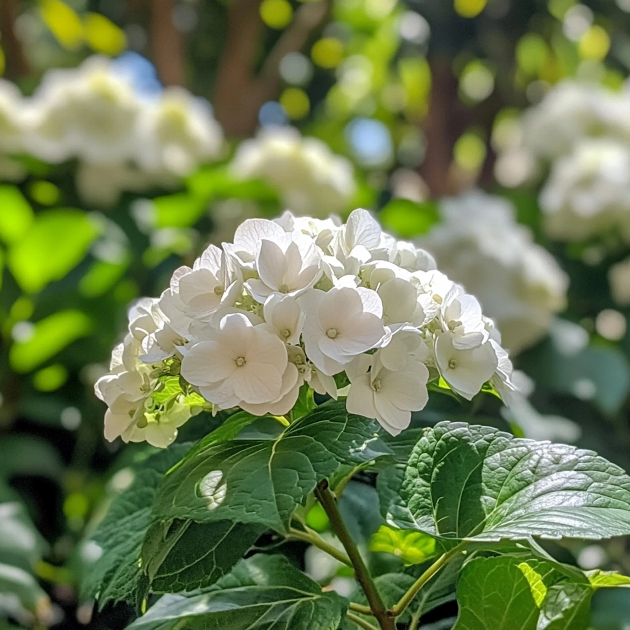Hortensia - 3 Pzs - Hydrangea Macrophylla Teller 'benxi' - Altura 25-40cm - ⌀9cm - Imagen 3