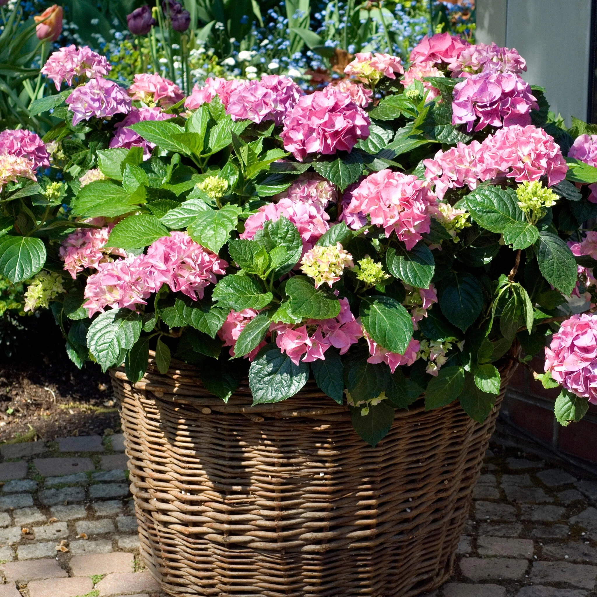 Hortensia - 6 Pzs - Hydrangea Macrophylla 'early Pink' - Altura 25-40cm - ⌀9cm - Imagen 2