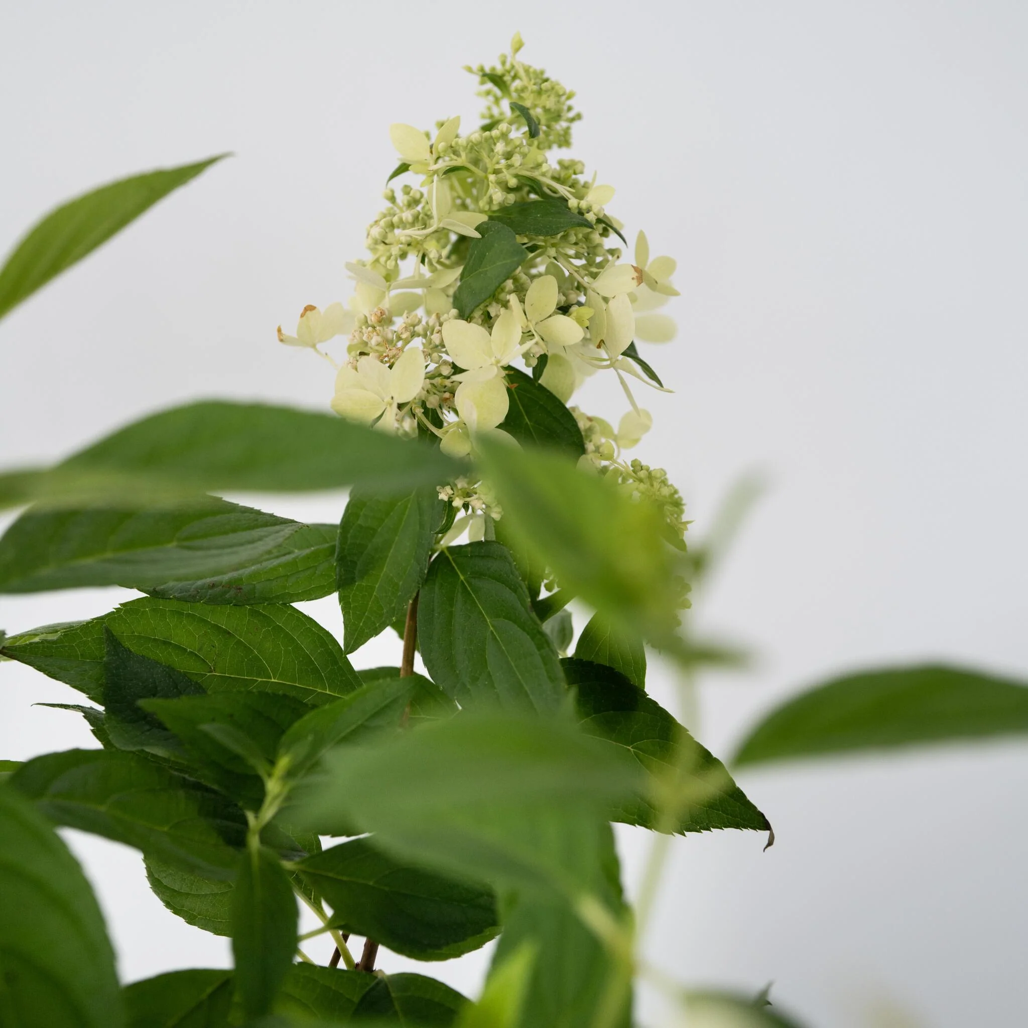 Hortensia - Hydrangea Paniculata 'confetti' - Altura 25-40cm - ⌀19cm - Imagen 3