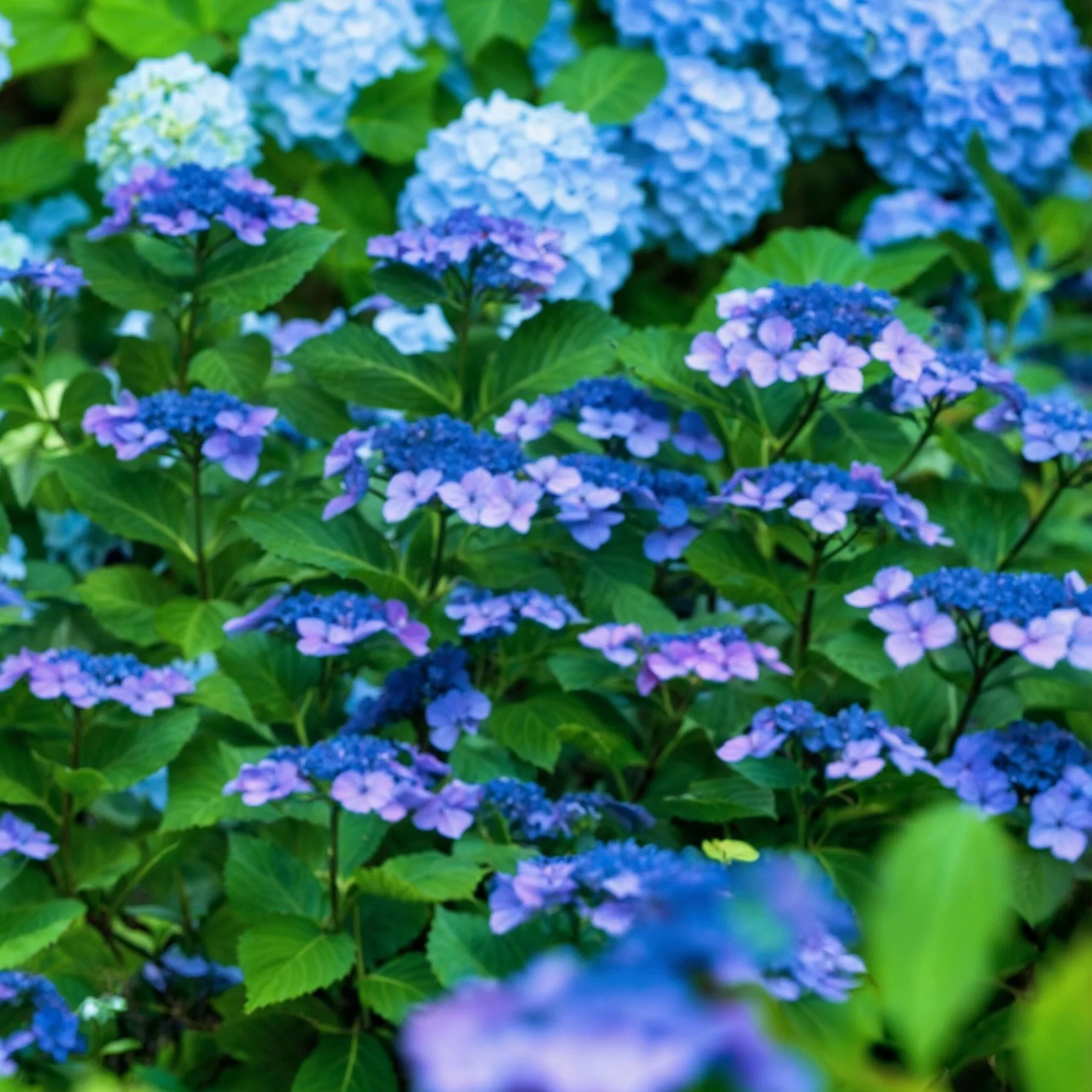 Hortensia - Hydrangea Serrata 'summerglow' - Altura 25-40cm - ⌀19cm - Imagen 3