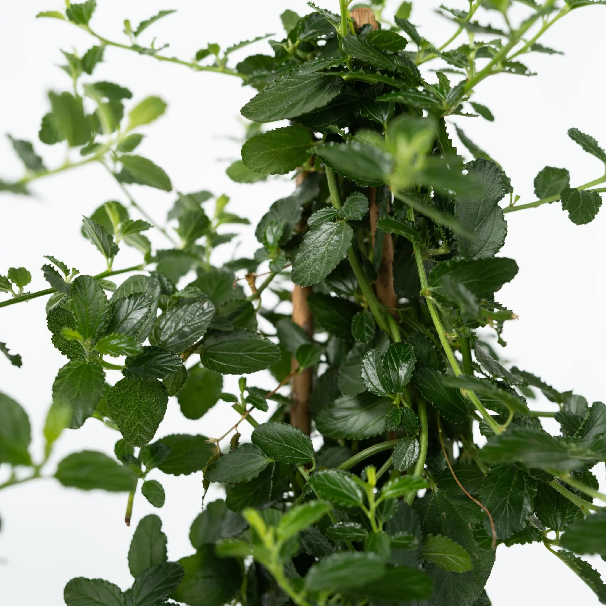 Lila De California - Ceanothus Thyrsiflorus Repens - Altura 60-70cm - ⌀17cm - Imagen 3