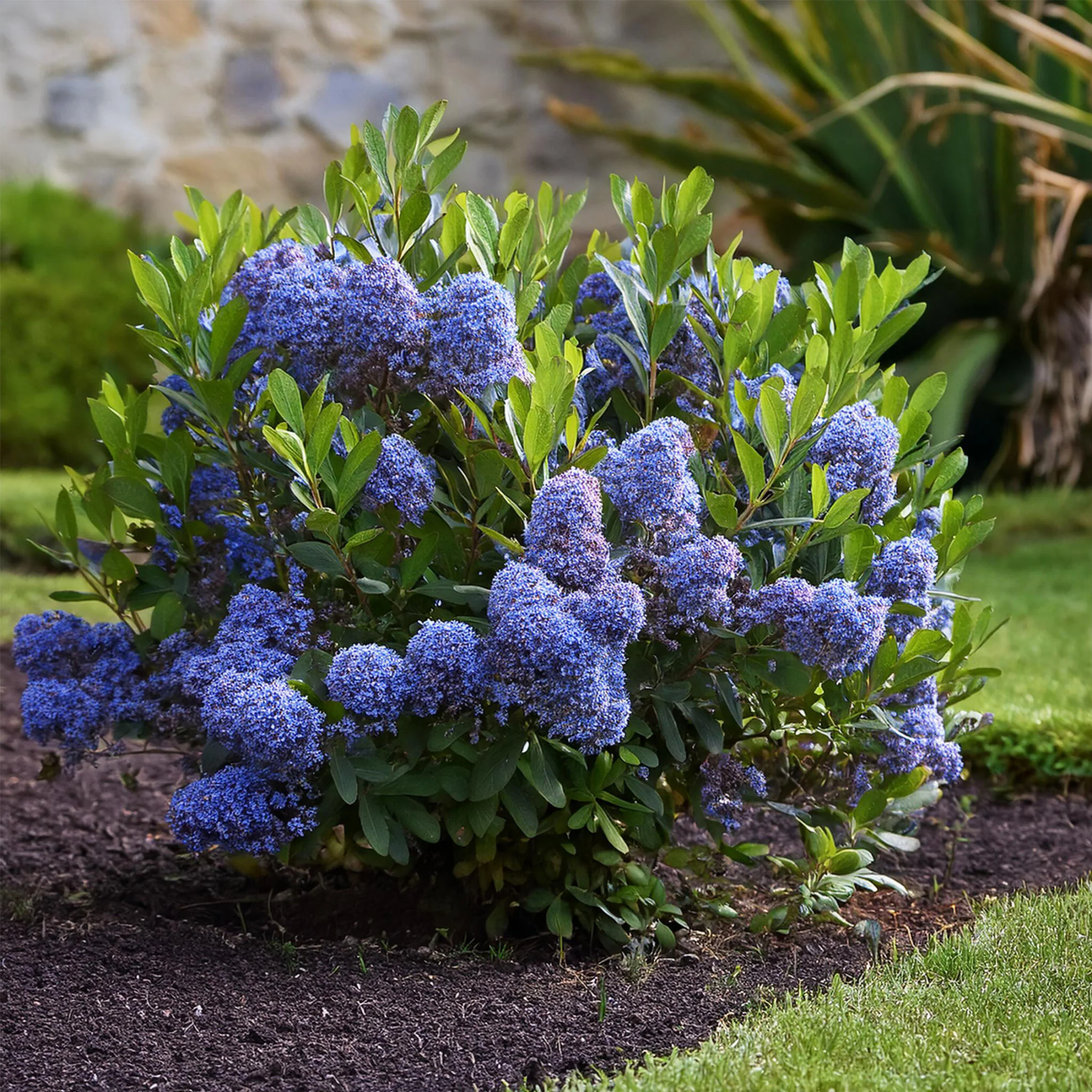 Lila De California - Ceanothus Thyrsiflorus Repens - Altura 60-70cm - ⌀17cm - Imagen 4