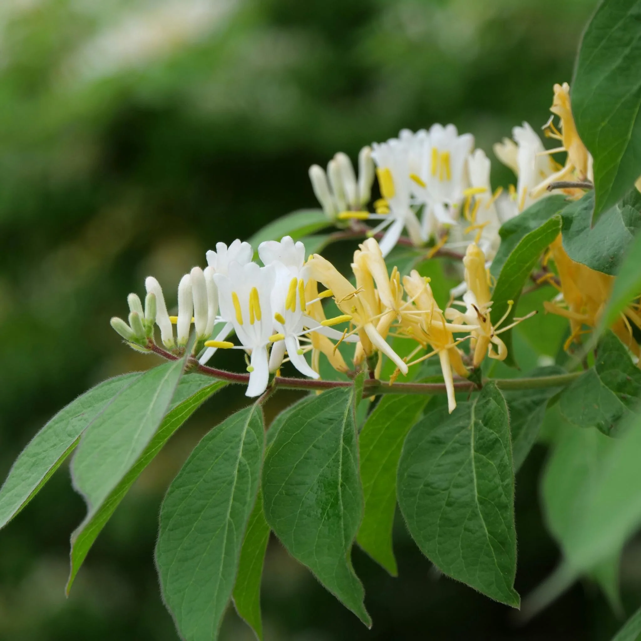 Madreselva - 2 Pzs - Lonicera Henryi 'copper Beauty' - Altura 110-120cm - ⌀17cm - Imagen 3